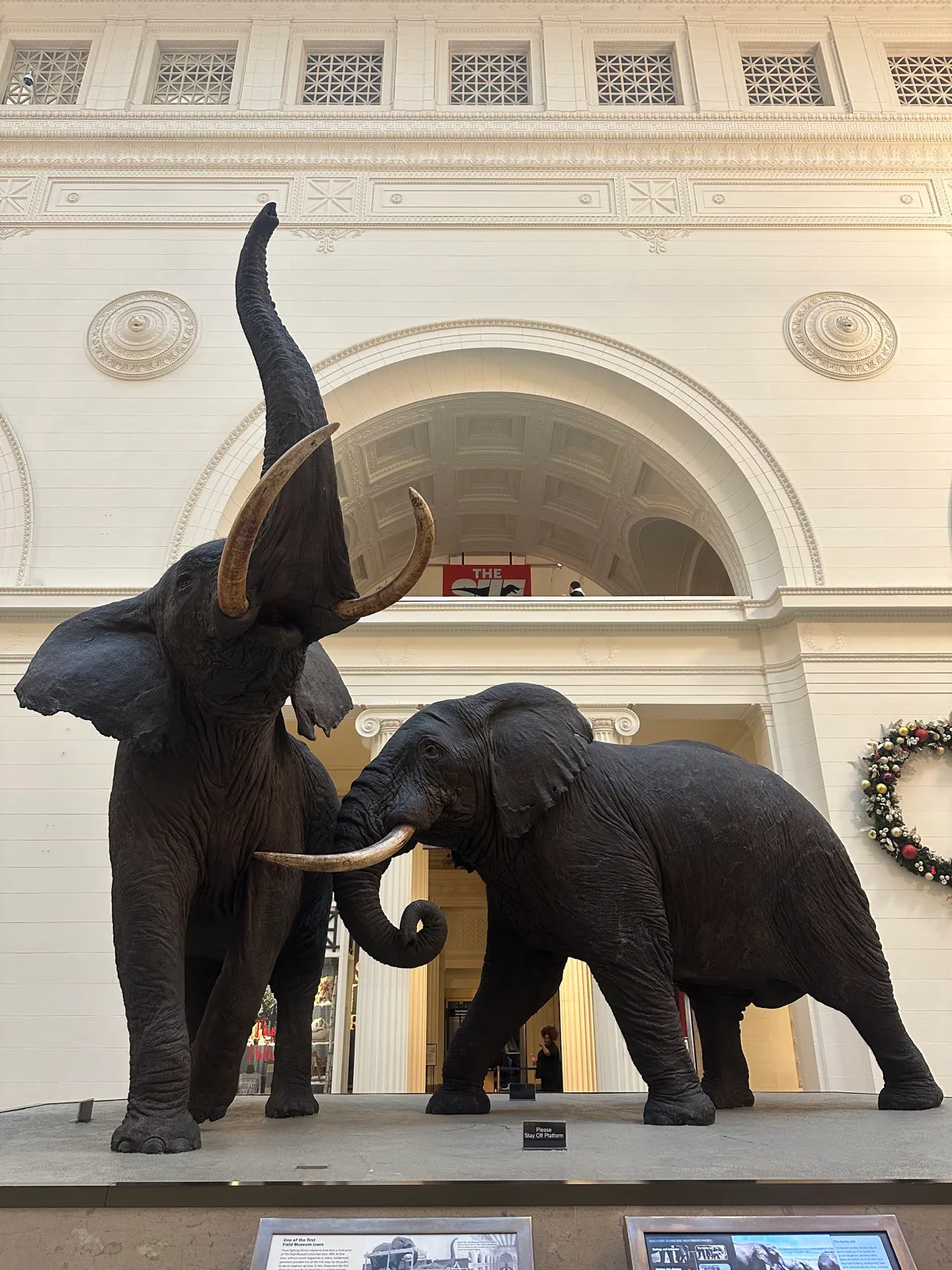 Two elephant specimens inside a museum hall