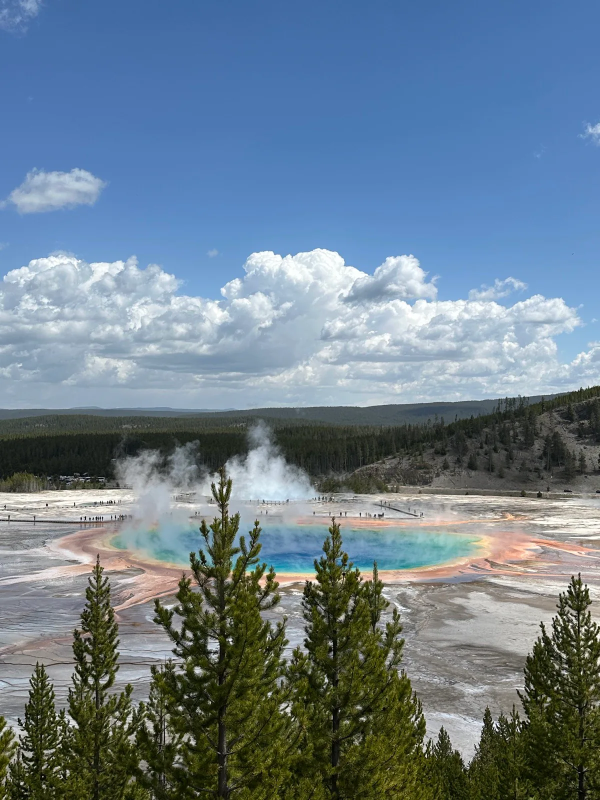 A colorful hot spring surrounded by pine trees