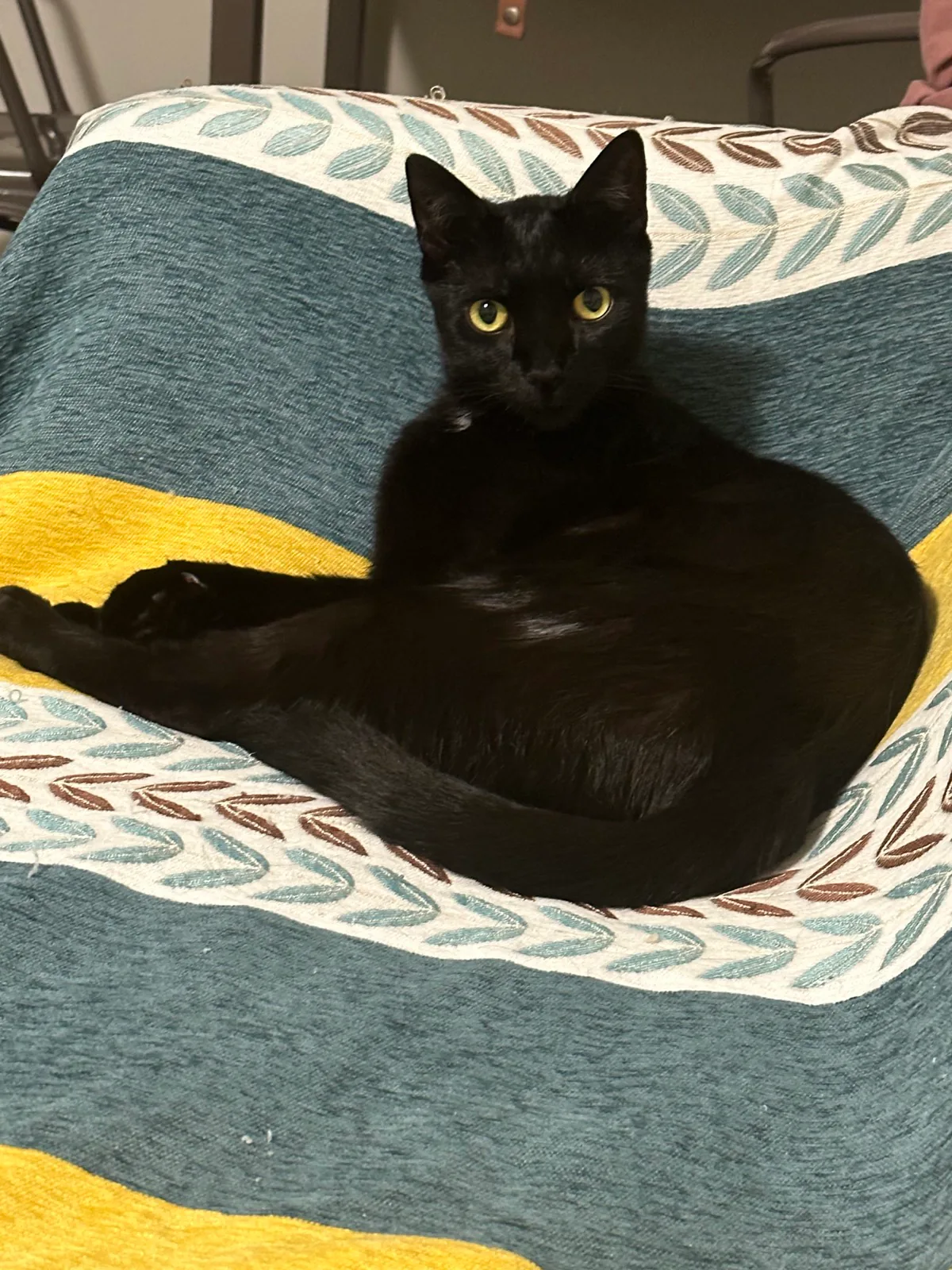 A black cat relaxing on a patterned chair